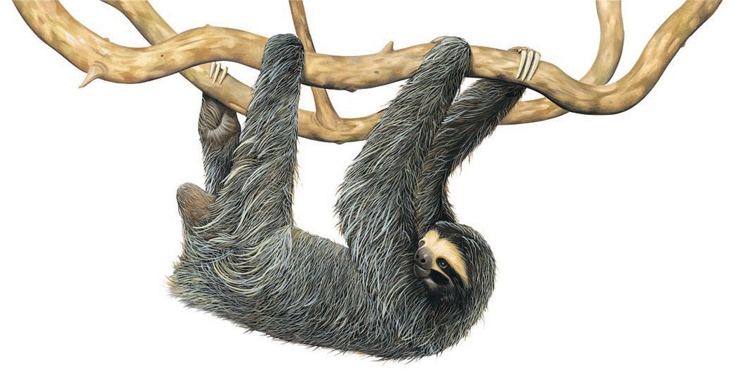 Three-toed sloth gripping on to a branch
