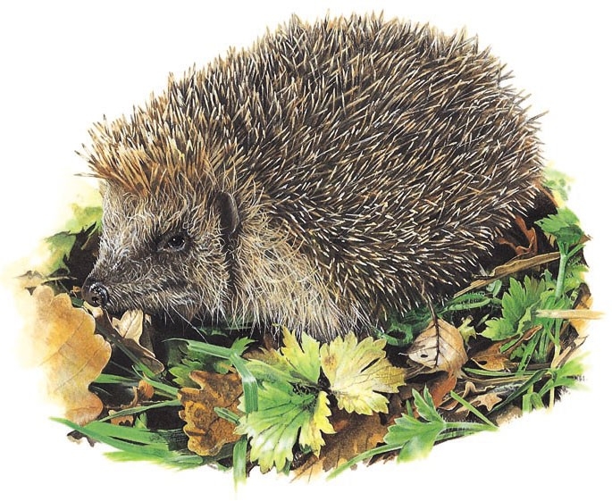 Common European hedgehog