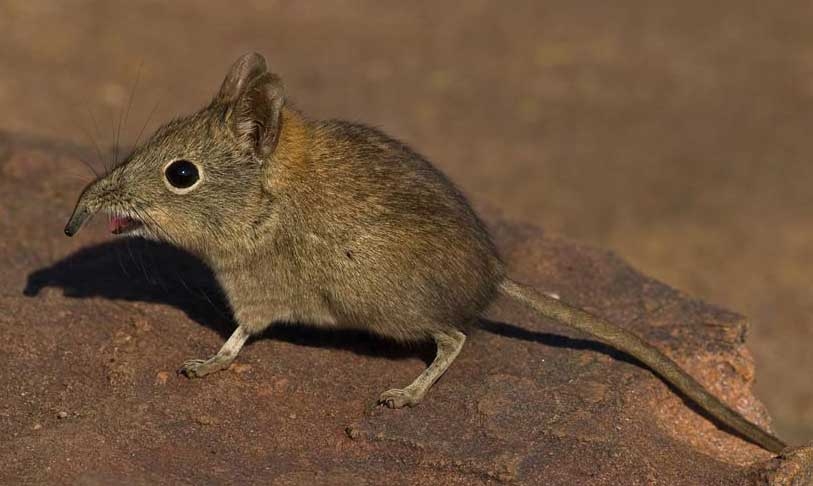 Elephant shrew