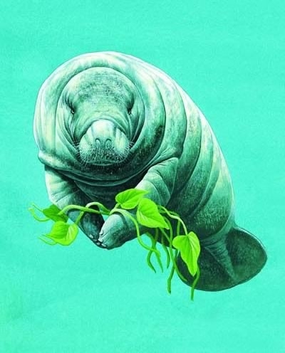 Manatee swimming
