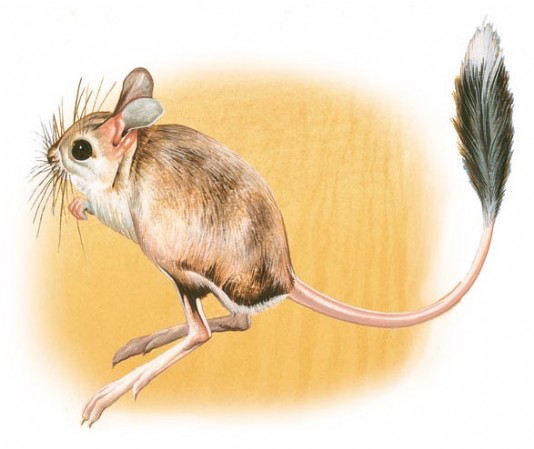 Long-eared jerboa, a desert animal
