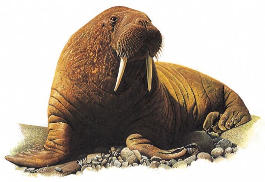 Walrus