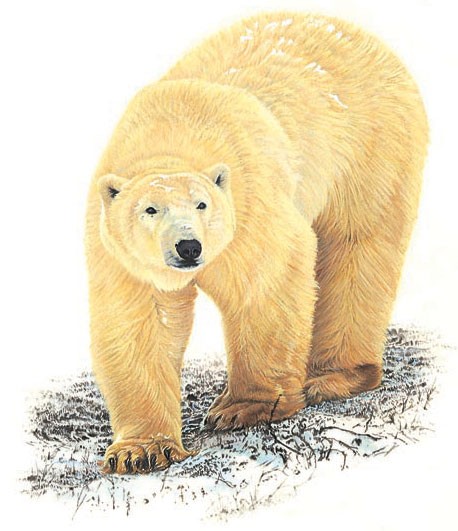 Polar bear