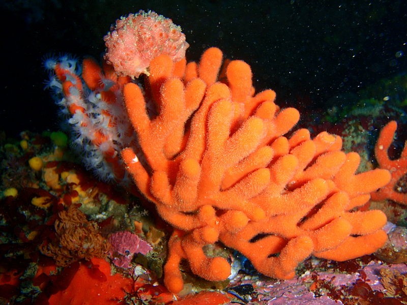 A sponge, a simple marine animal