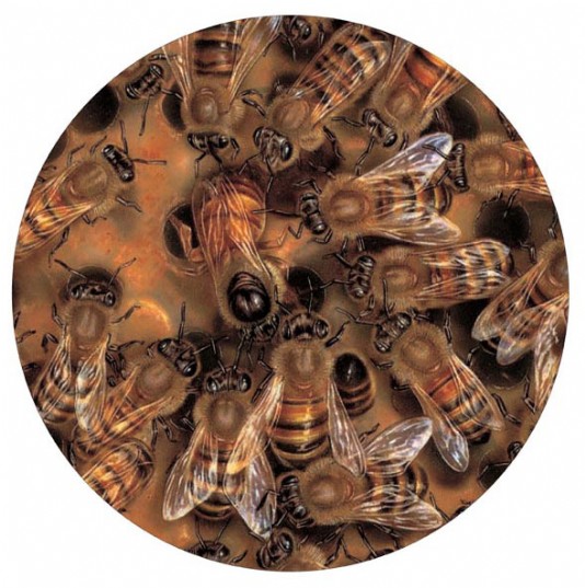 A honeybee colony
