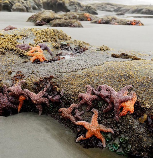 Starfish and other seashore life at low tide