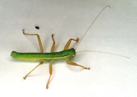 A member of a new group of insects, discovered in 2001