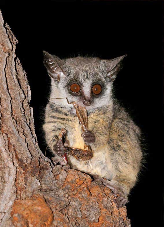 Mohol bushbaby (South African galago)