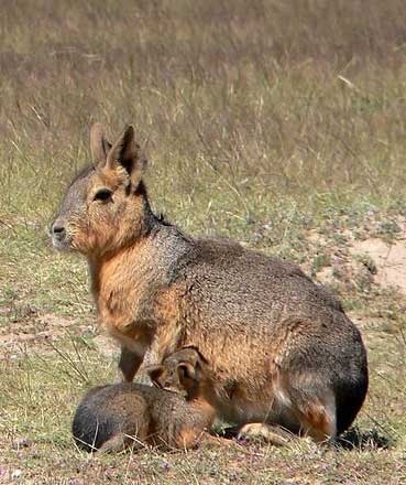 Patagonian mara