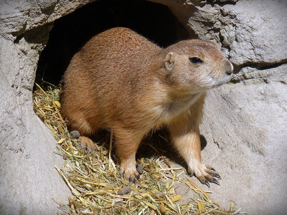 Prairie dog, a kind of ground squirrel