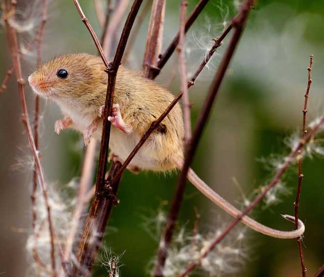 Harvest mouse
