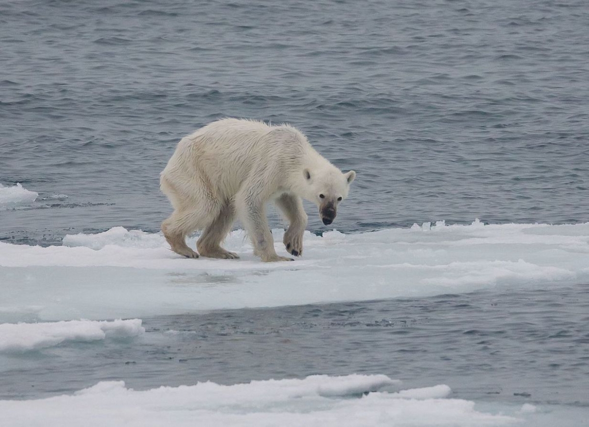 A starving polar bear on melting ice
