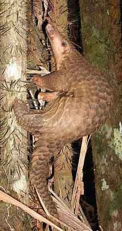 Sunda pangolin
