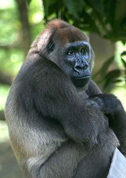 Cross River gorilla