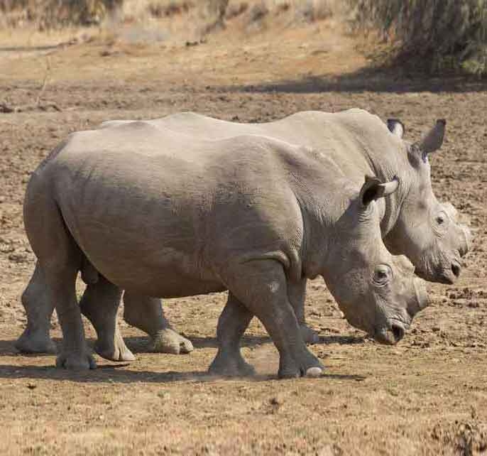 Rhinos with their horns deliberately removed