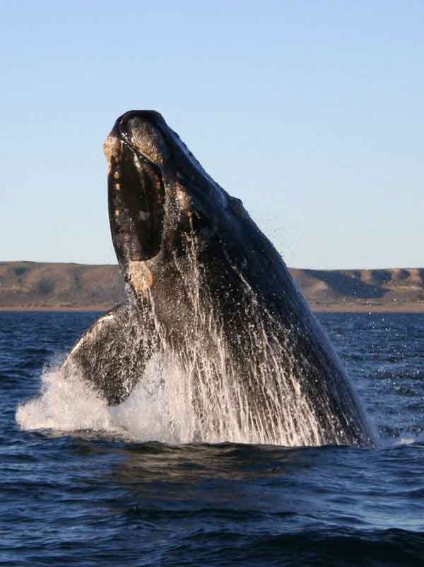 Southern right whale