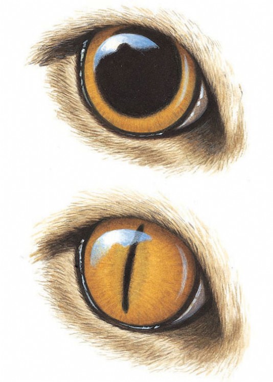 A cat's eye