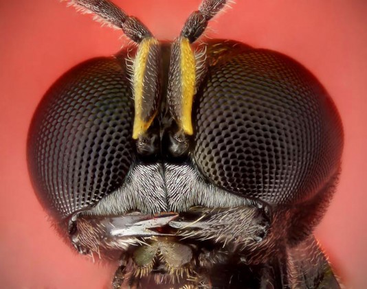 The compound eyes of a wasp
