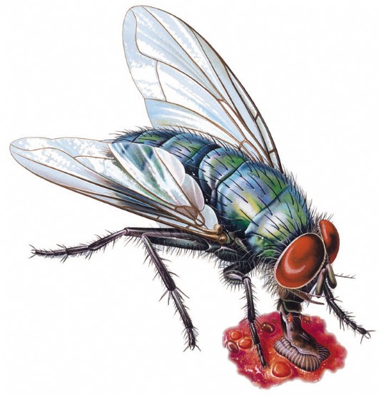 A fly tasting with its mouthparts