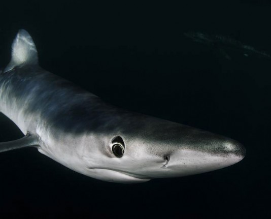 The head of a blue shark