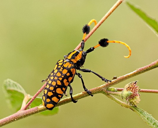 Longhorn beetle