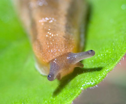 The eyes of a slug in close-up
