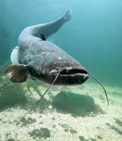 Catfish