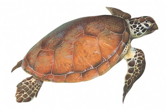 Green turtle