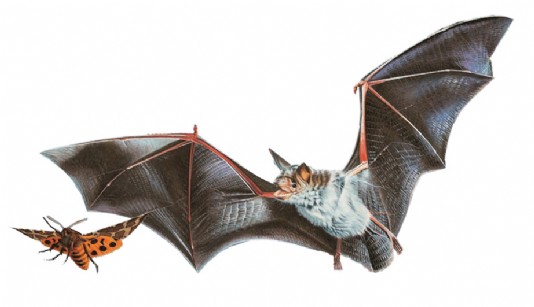 A bat homes in on an insect by using echolocation