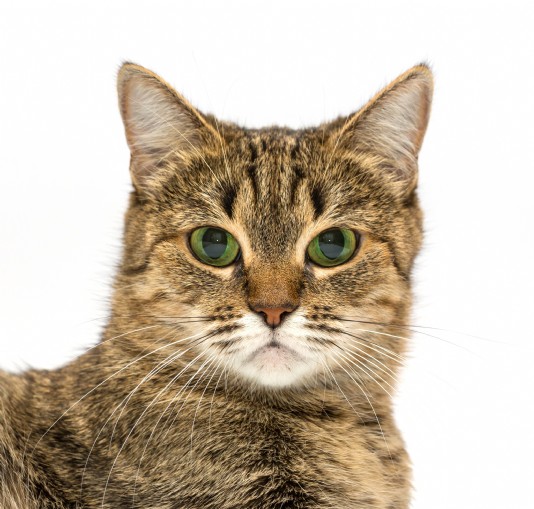 A cat has highly sensitive eyes and ears.