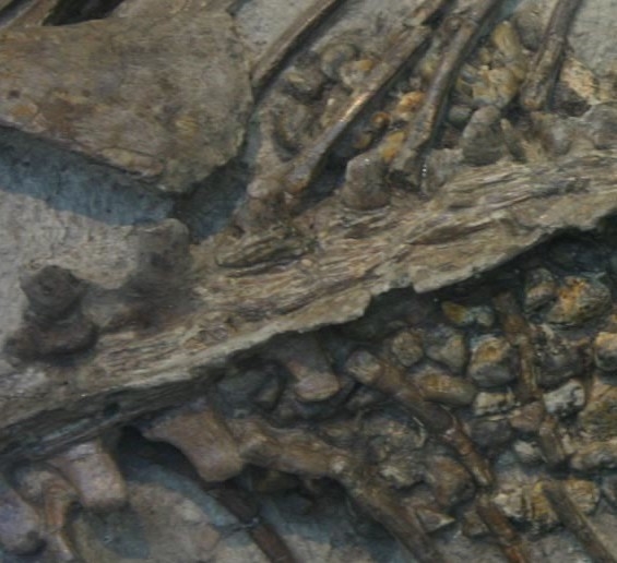 Gastroliths found in the fossil remains of a dinosaur