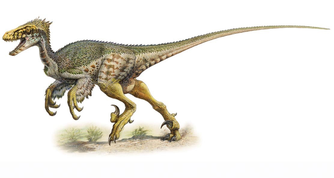 Deinonychus, 3.5 m (11 ft) long