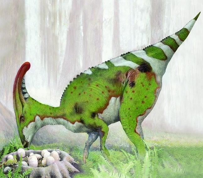 Parasaurolophus, 10 m (33 ft) long