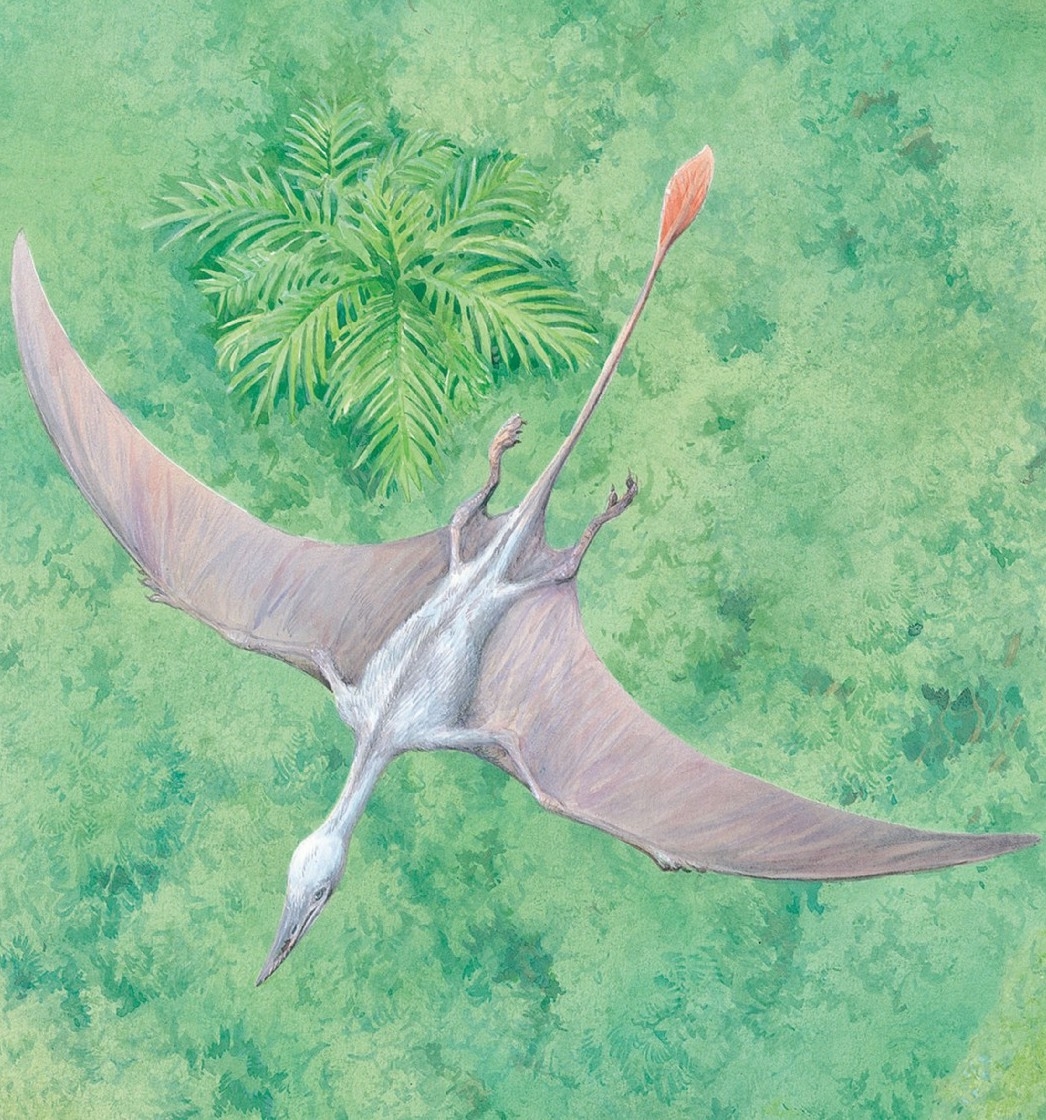 Rhamphorhynchus in flight