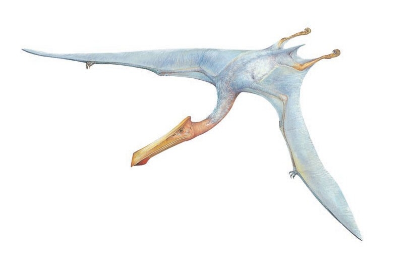 Quetzalcoatlus