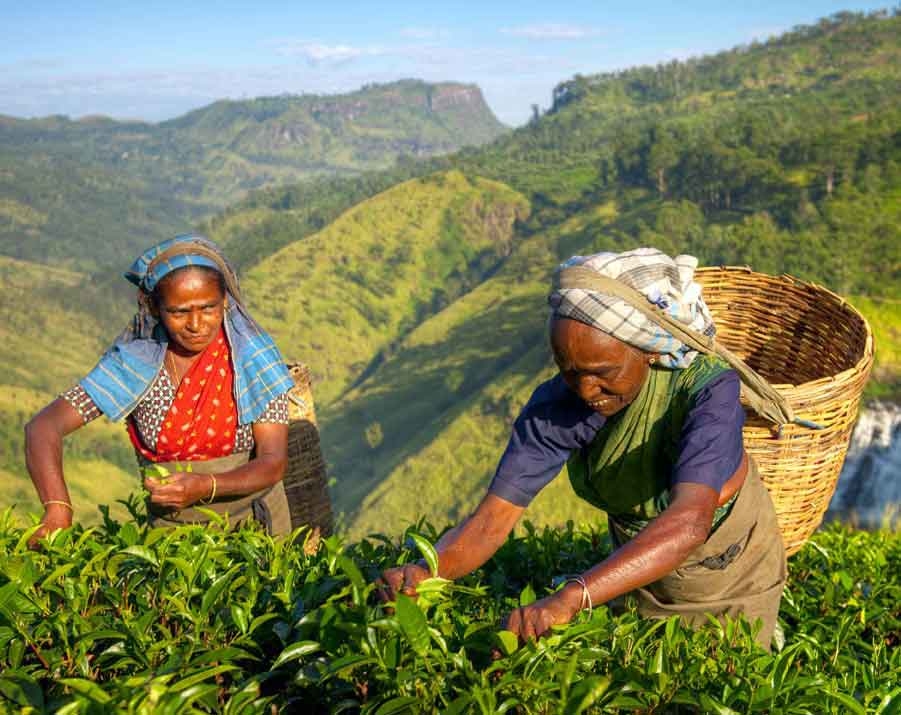 Tea pickers