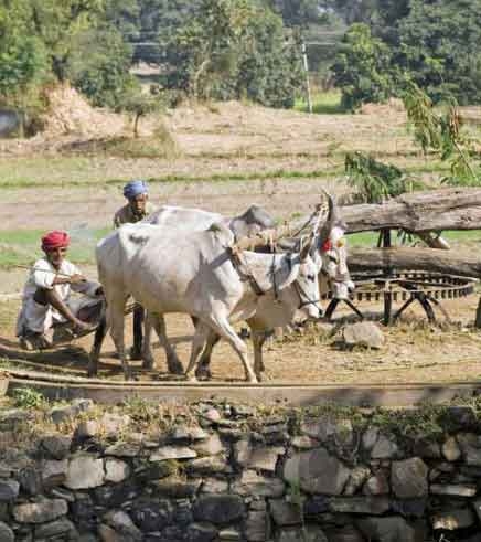 Cattle on a farm in Rajasthan