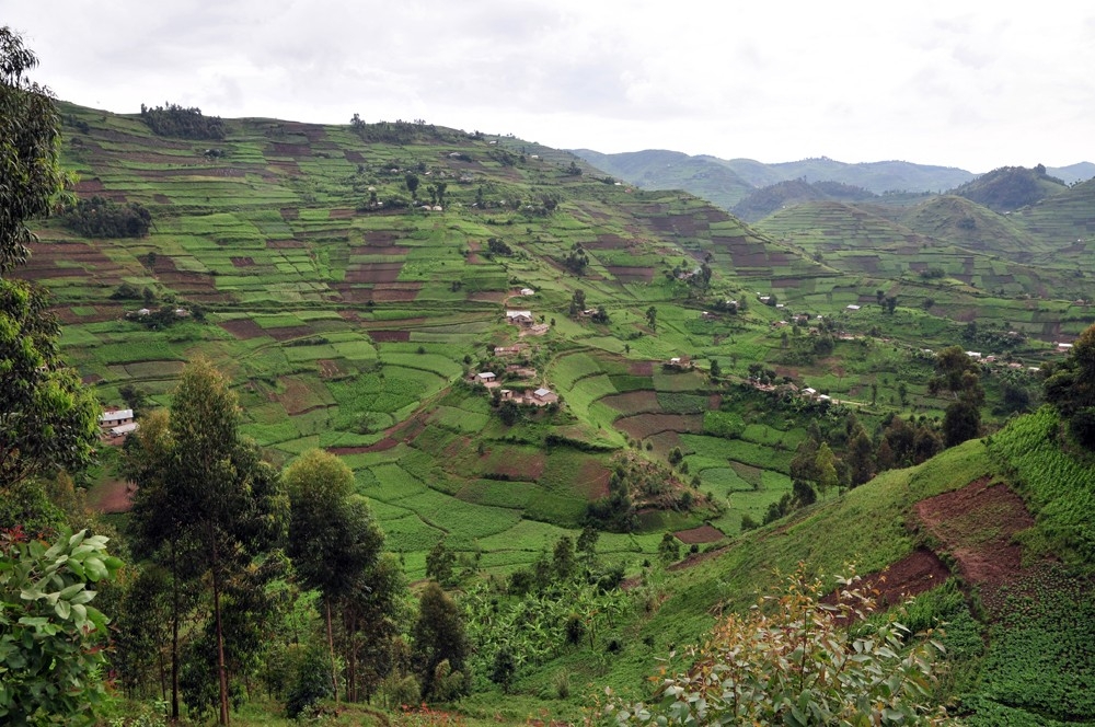 Fields of coffee in the hills of southwestern Uganda
