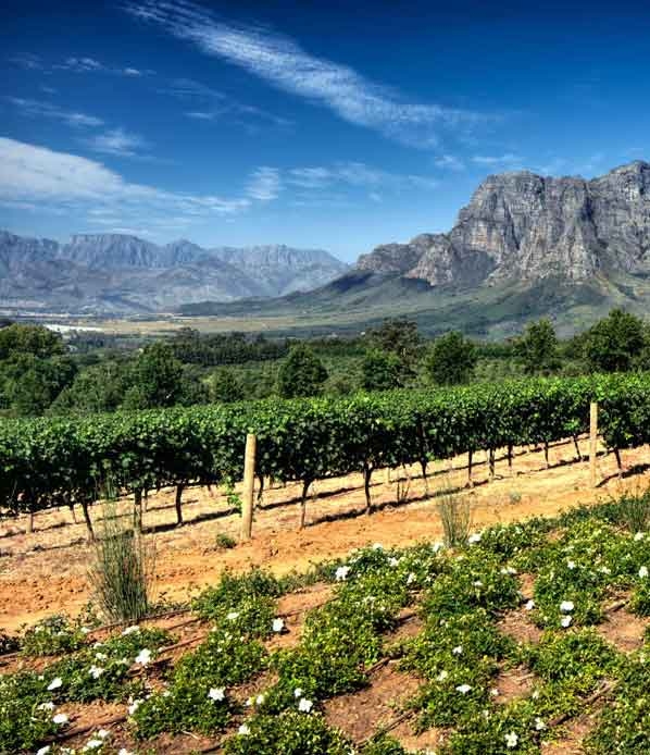 Vineyards in South Africa