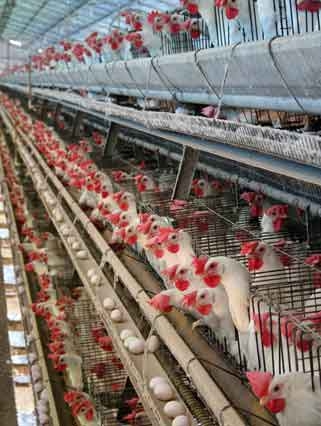 Hens in battery cages