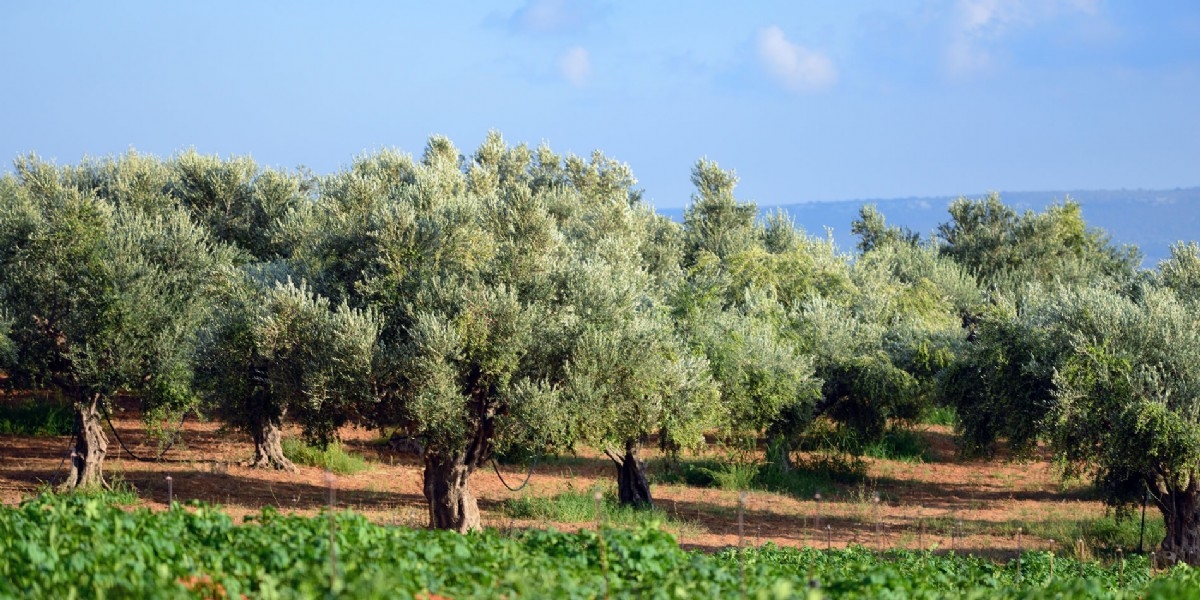 Olive grove