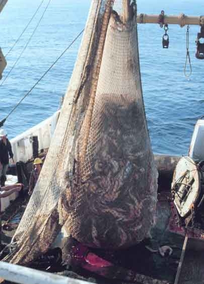 Cod caught in a trawl net