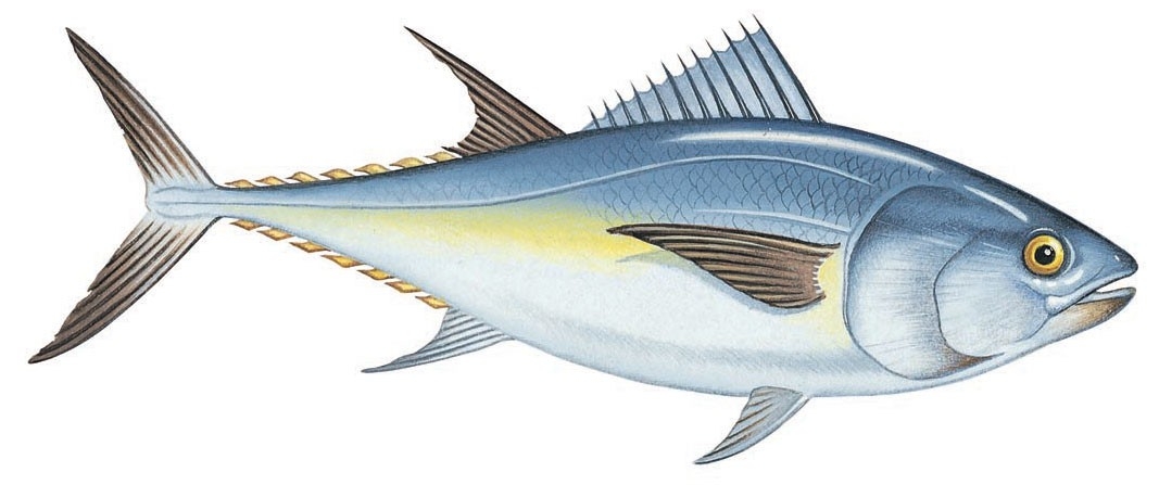 Bluefin tuna