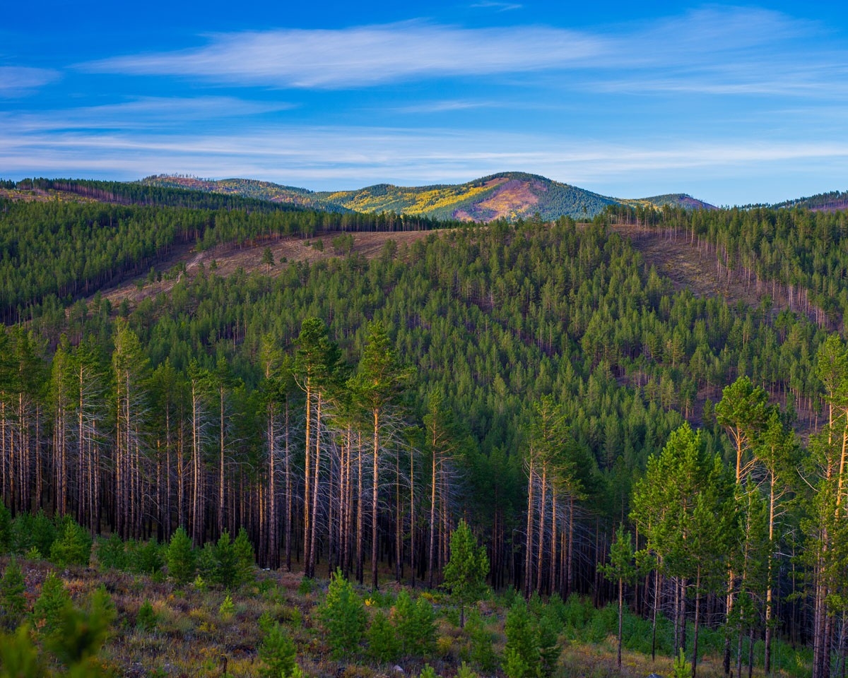 A coniferous forest in Russia