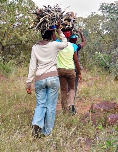 Gathering firewood in southern Africa