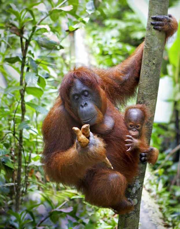 Orang-utan mother and infant