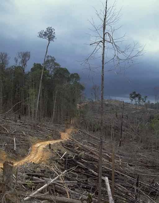 Rainforest trees in Sumatra, Indonesia, felled