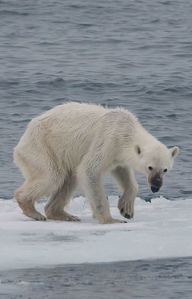 A starving polar bear, a victim of climate change