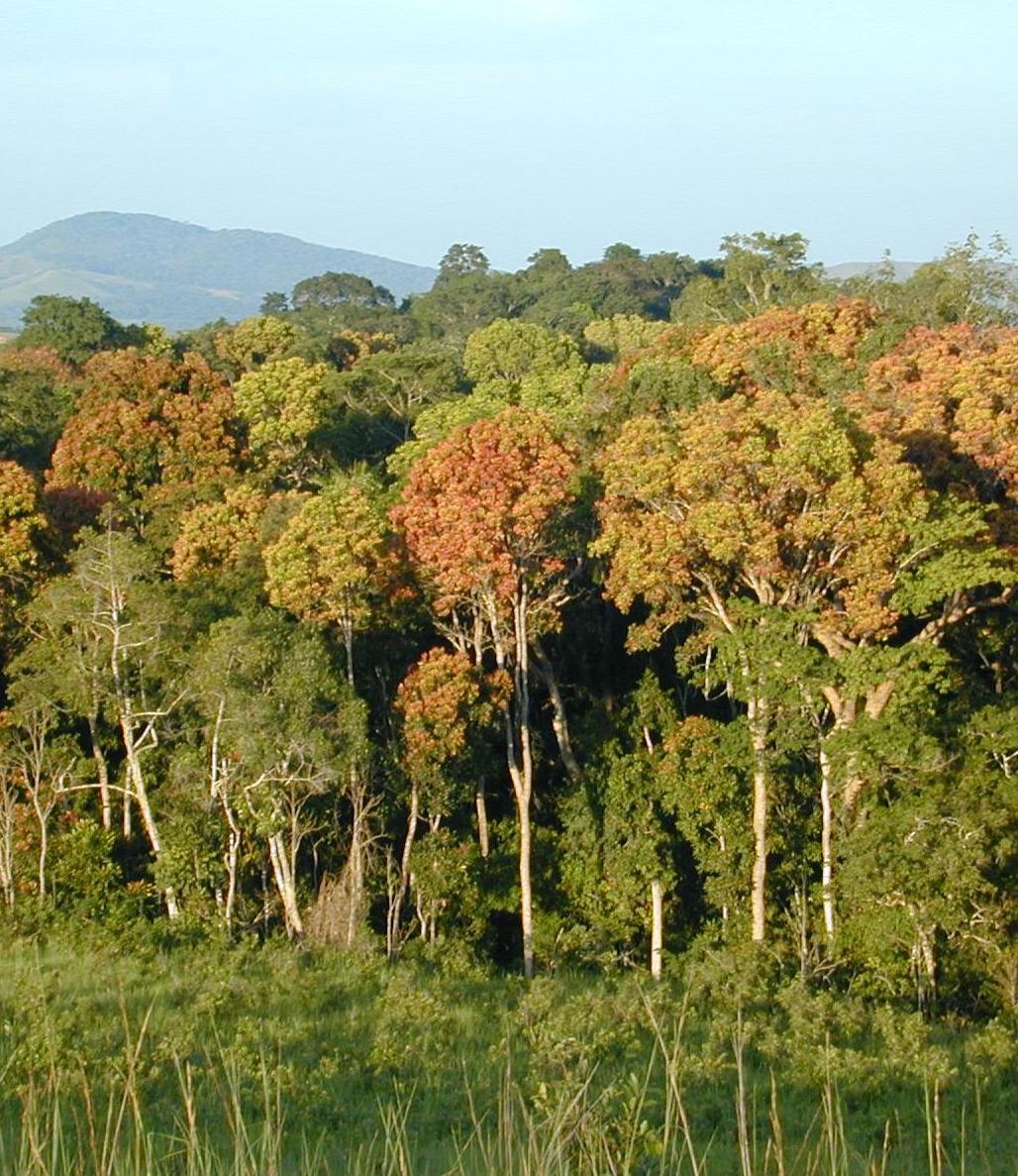 Tropical rainforest trees, Gabon, Africa