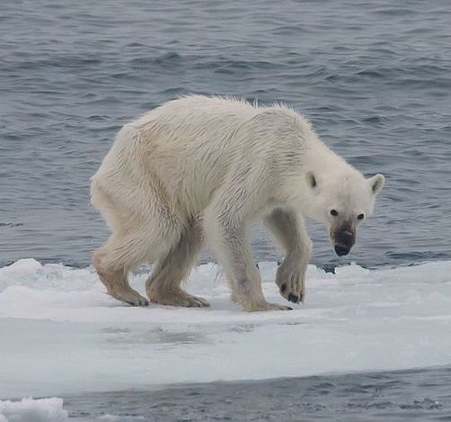 Starving polar bear, a victim of climate change